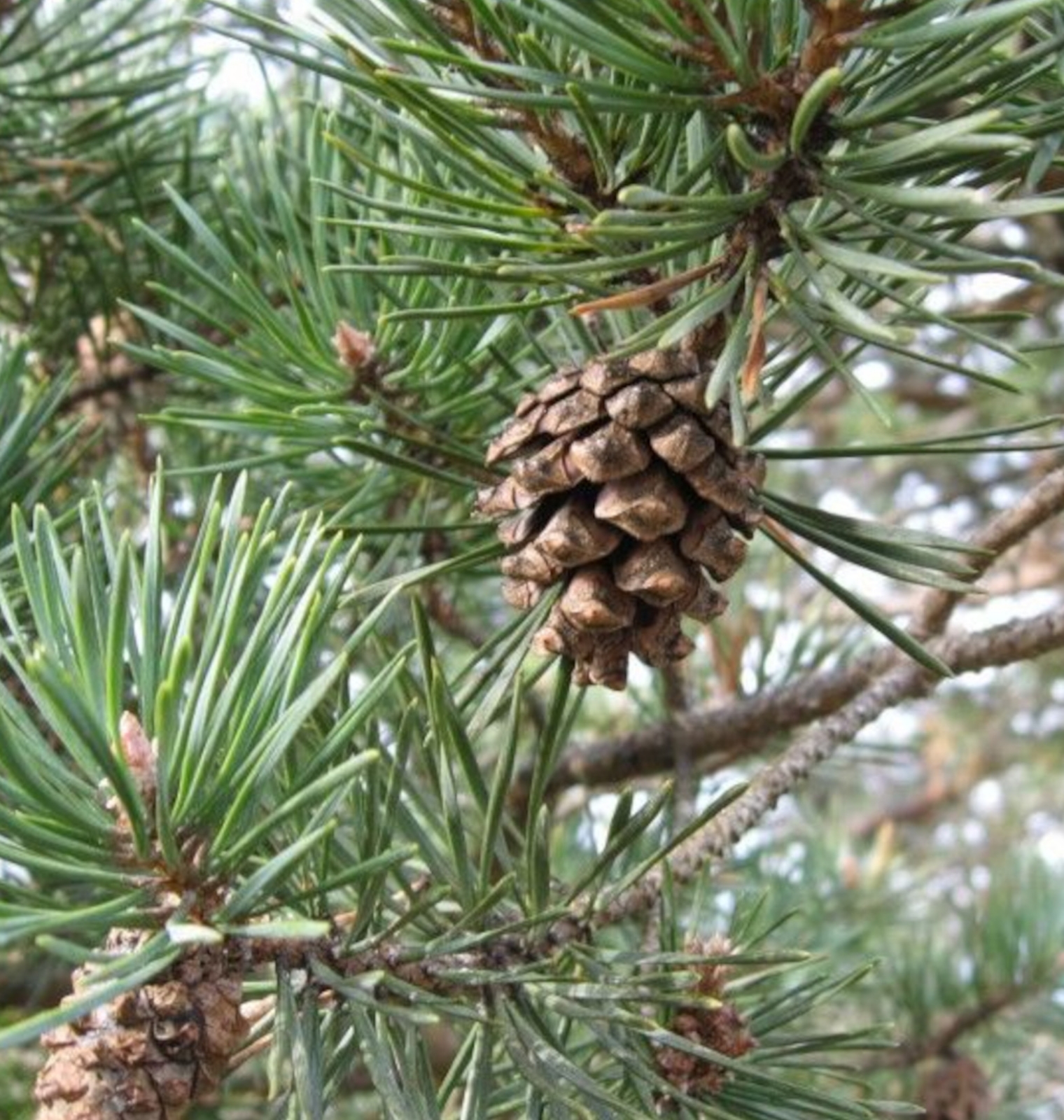 Image de Hydrolat Pin sylvestre Bio