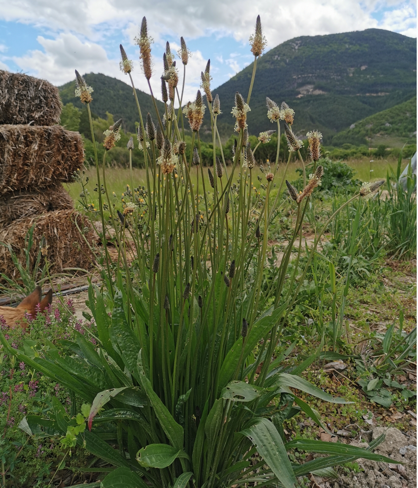 Image de Hydrolat Plantain Bio