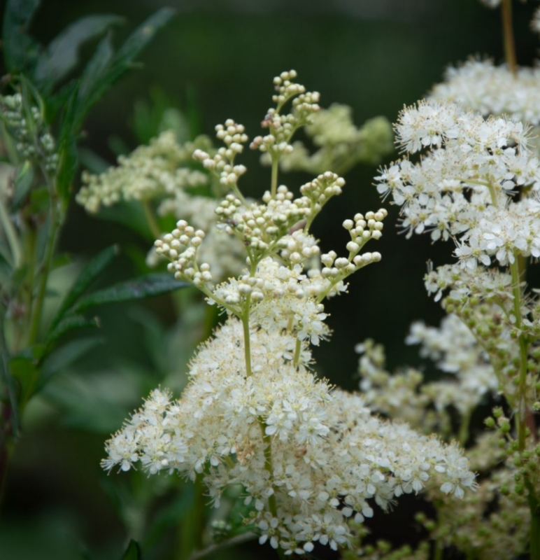 Image de Hydrolat Reine des prés Bio