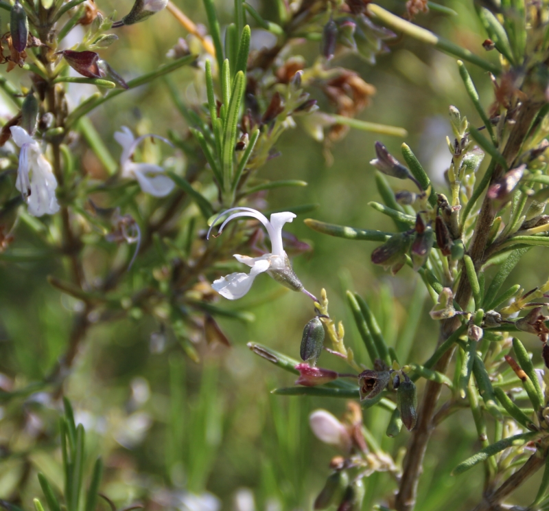 Image de Hydrolat Romarin Camphré Bio