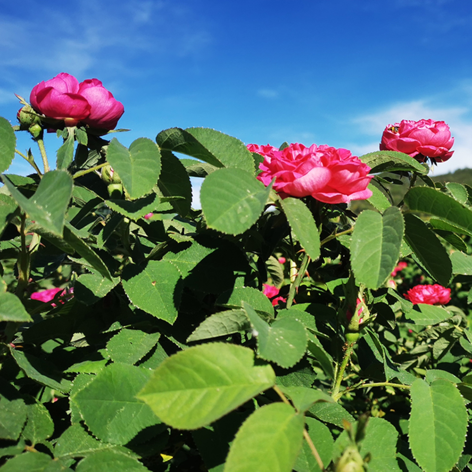 Image de Hydrolat Rose Bio