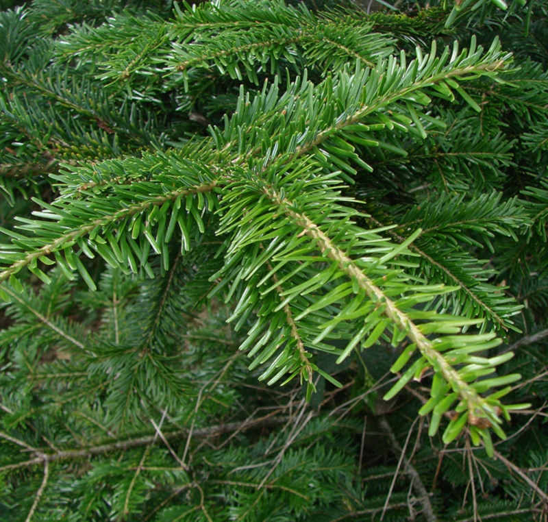 Image de Hydrolat Sapin pectiné du Vercors Bio