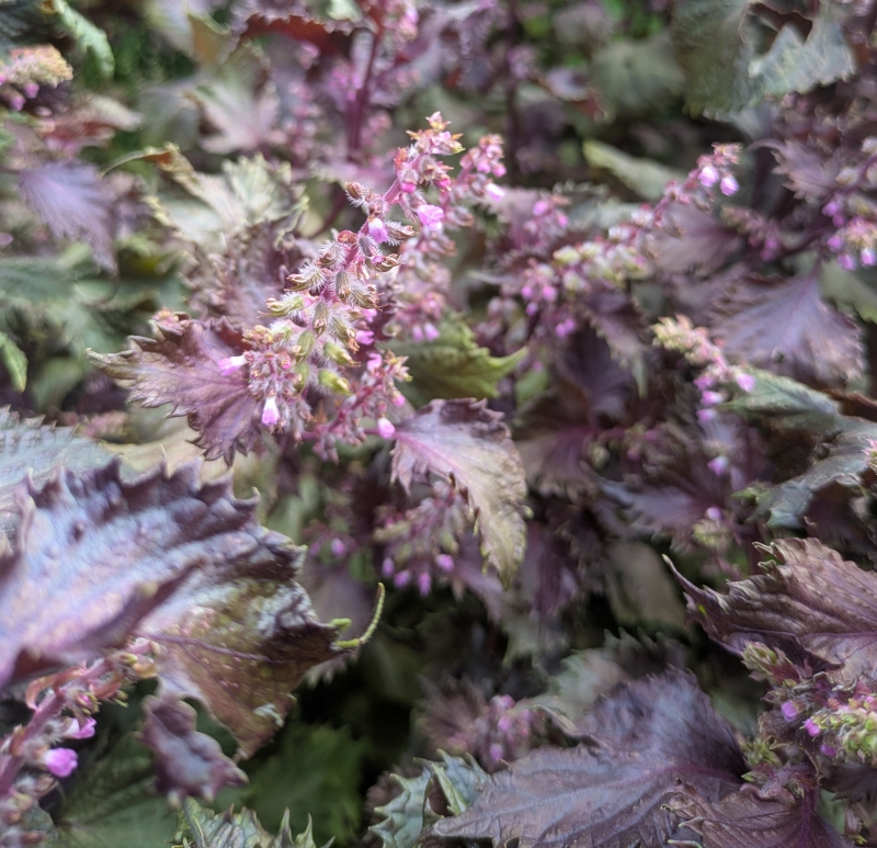 Image de Hydrolat Shiso pourpre Bio