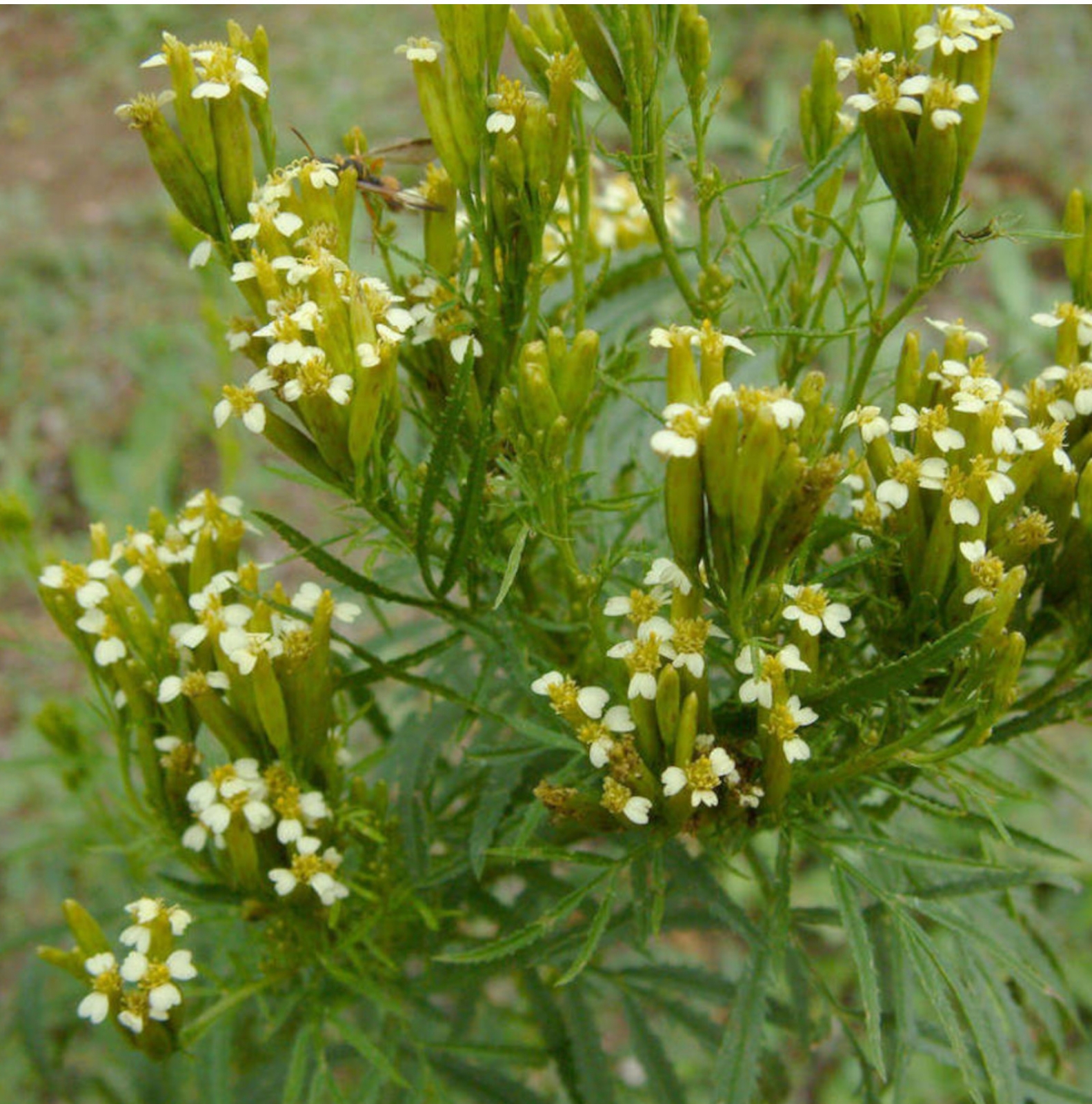 Image de Hydrolat Tagète minuta Bio