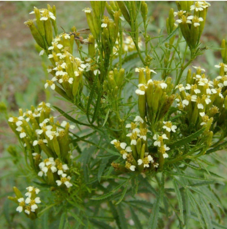 Image de Hydrolat Tagète minuta Bio
