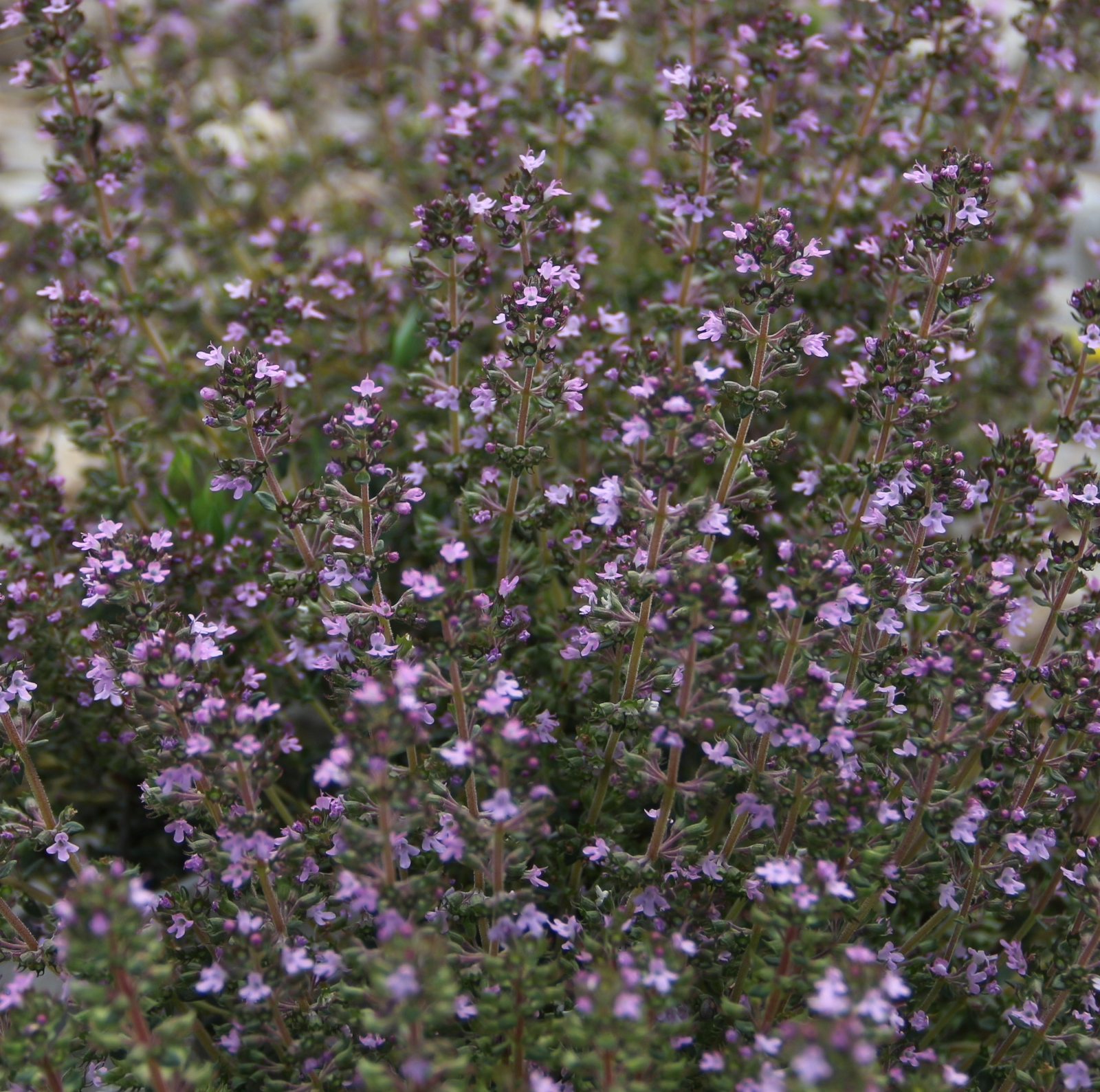 Image de Hydrolat Thym linalol Bio