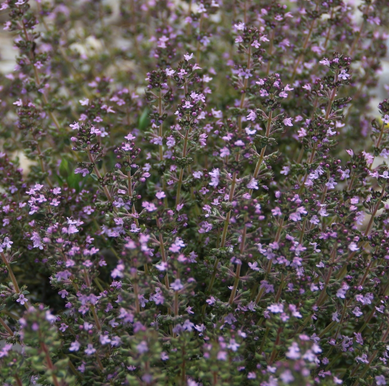 Image de Hydrolat Thym linalol Bio