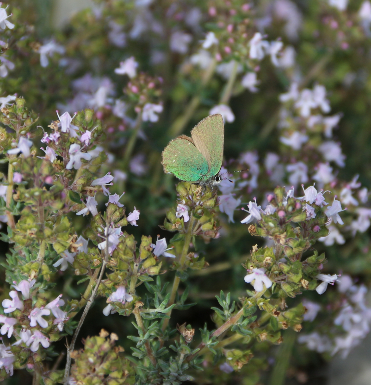 Image de Hydrolat Thym thymol carvacrol Bio