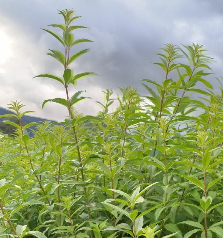 Image de Hydrolat Verveine citronnée Bio
