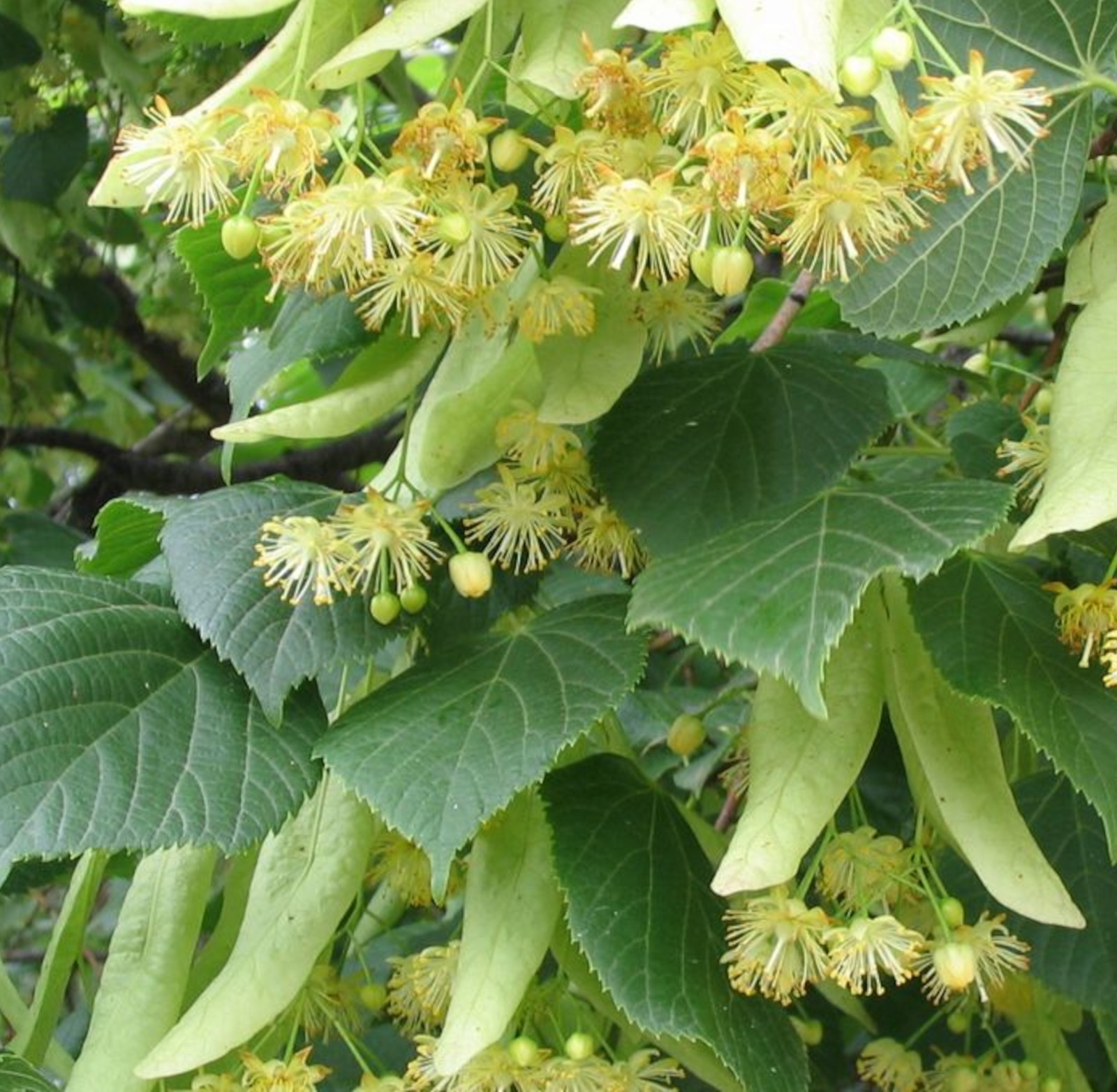 Image de Hydrolat Tilleul Bio