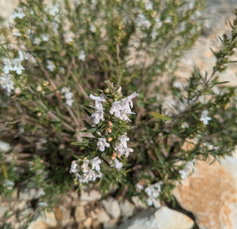 Image de Hydrolat Sarriette des montagnes Bio