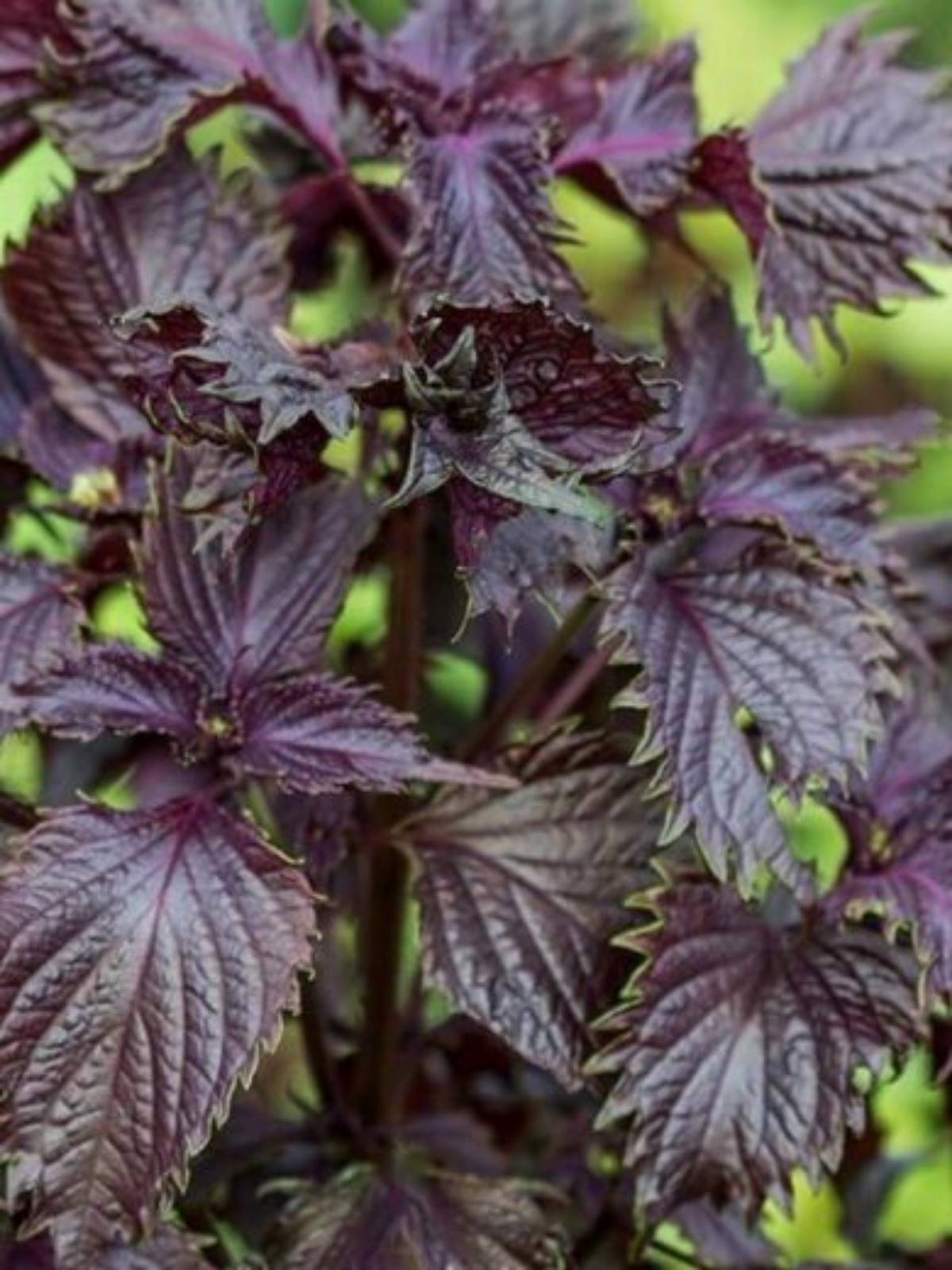 Image de Huile essentielle Shiso Pourpre